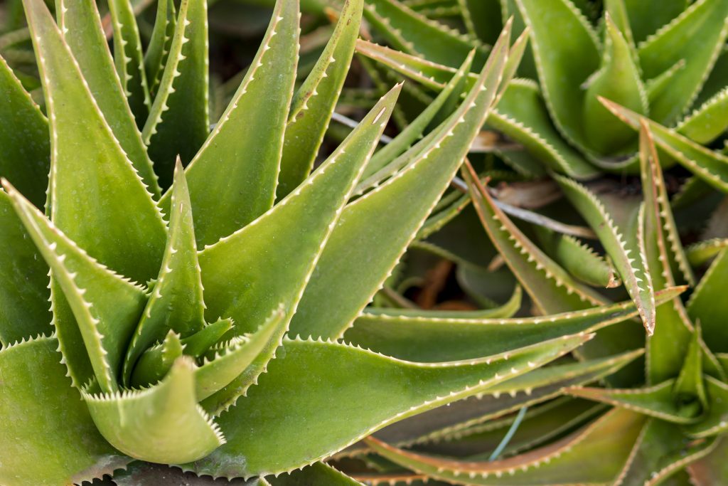 aloe vera